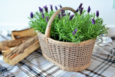 Gebruik lavendel in je huis en keuken!