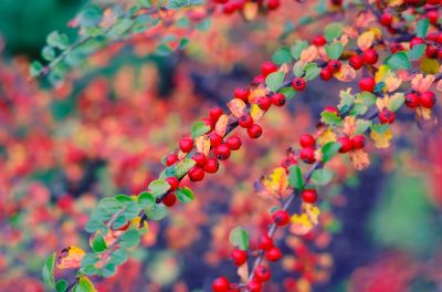 Struiken en kleine bomen die de herfst kleuren