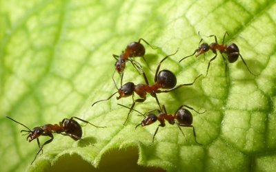 Mieren en wespen