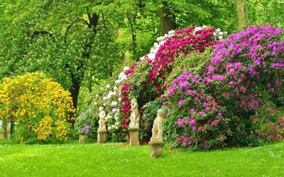 Bomen, heesters en coniferen